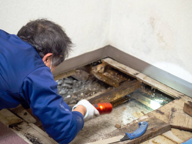  Clinton, MS Mold Removal Pros
