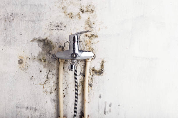 Best Home Mold Removal  in Clinton, MS