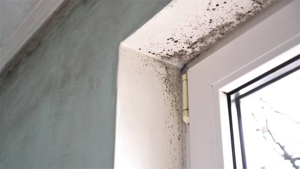 Best Local Mold Removal Service  in Clinton, MS