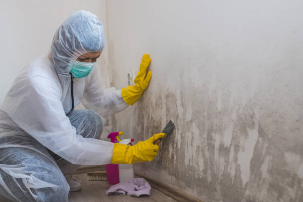 Best Mold Cleaning Services  in Clinton, MS
