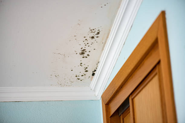Best Fast Mold Removal  in Clinton, MS
