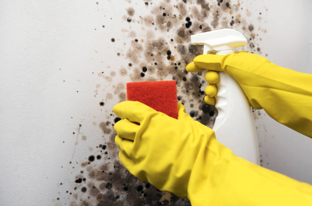 Mold Testing and Removal in Clinton, MS
