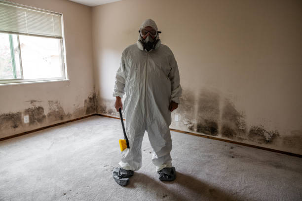 Reliable Clinton, MS Mold Removal Solutions
