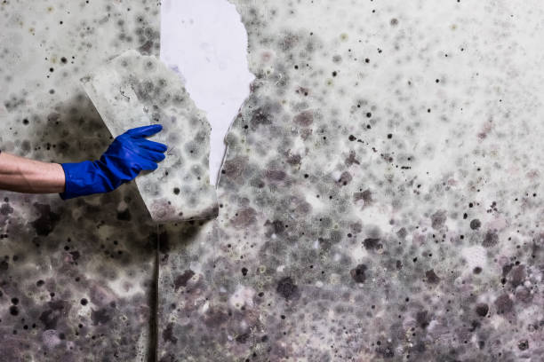 Trusted Clinton, MS Mold Removal Experts